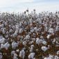 Book Review: Global Rivalries: Standards Wars and the Transnational Cotton Trade